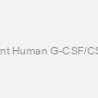 Recombinant Human G-CSF/CSF1 Protein